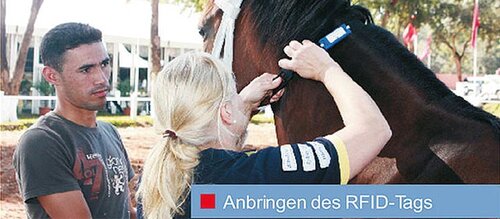 Frau bindet RFID Tag um den Hals eines Pferdes